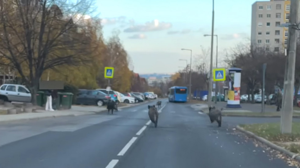 Vaddisznók szállták meg Újbuda utcáit- videó