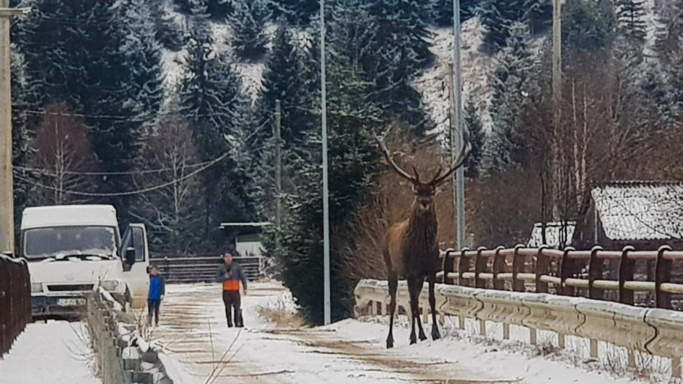 Gyönyörű szarvast kaptak lencsevégre Kommandó utcáin