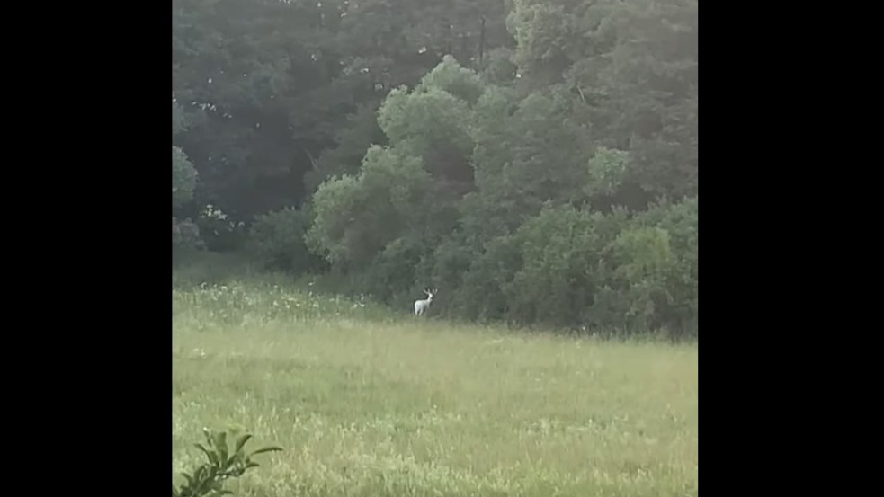 Videó: Újra felbukkant a hófehér „magyar csodaszarvas” egy nógrádi erdőben 